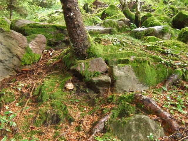 173 boletus satanas